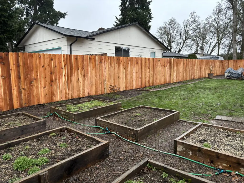 Backyard garden with multiple raised wooden planter boxes and a new cedar privacy fence surrounding the property, highlighting residential fencing and garden landscaping.
